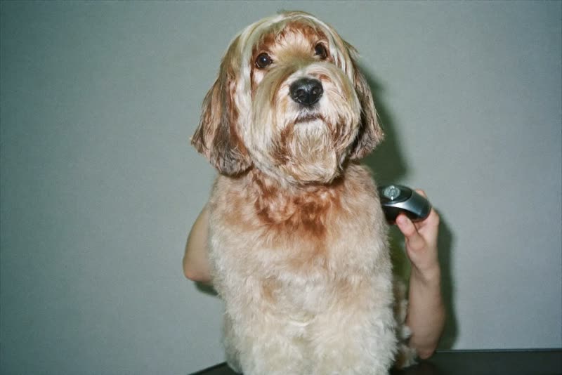A dog standing calmly in profile against a plain pastel background