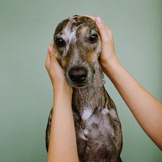 A small freshly bathed dog sitting calmly against a plain pastel background