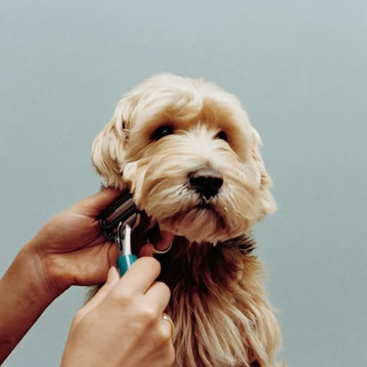 A terrier with a neatly clipped coat against a plain pastel background