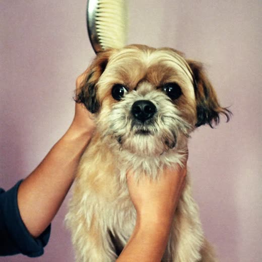 A dog's paw with neatly trimmed nails on a plain pastel surface