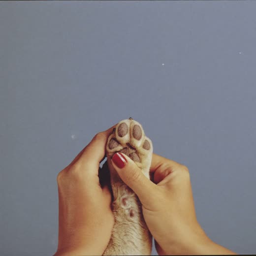 A small dog curled up asleep against a plain pastel background