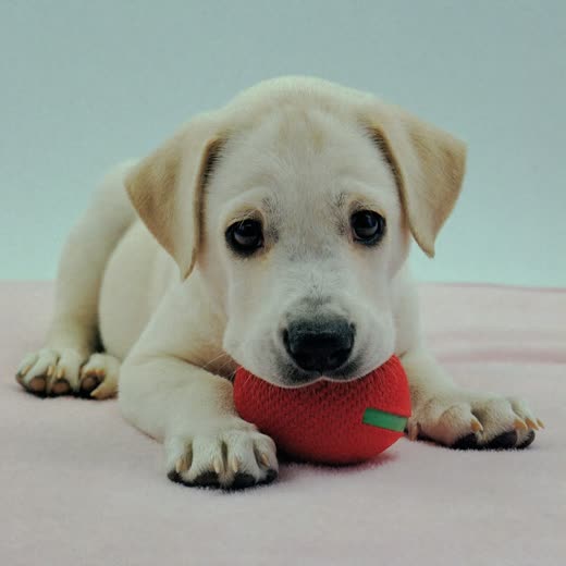 A puppy sitting alert against a plain pastel background